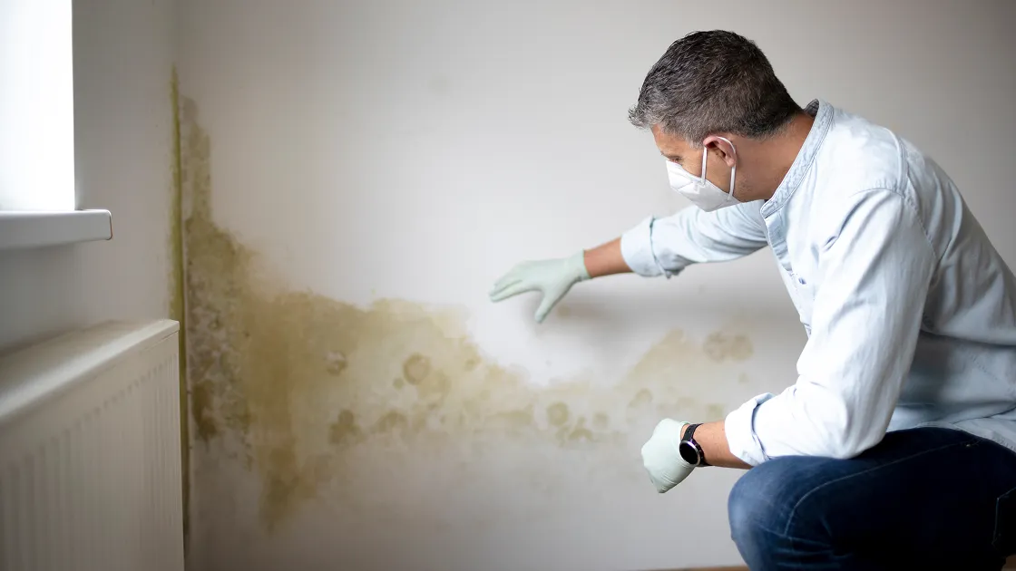 In-home Mold Inspections